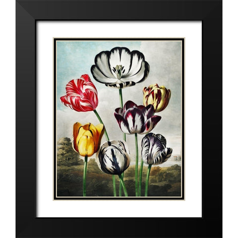 Tulips from The Temple of Flora Black Modern Wood Framed Art Print with Double Matting by Thornton, Robert John