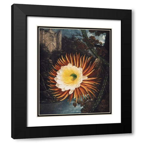 The Night Blowing Cereus from The Temple of Flora Black Modern Wood Framed Art Print with Double Matting by Thornton, Robert John