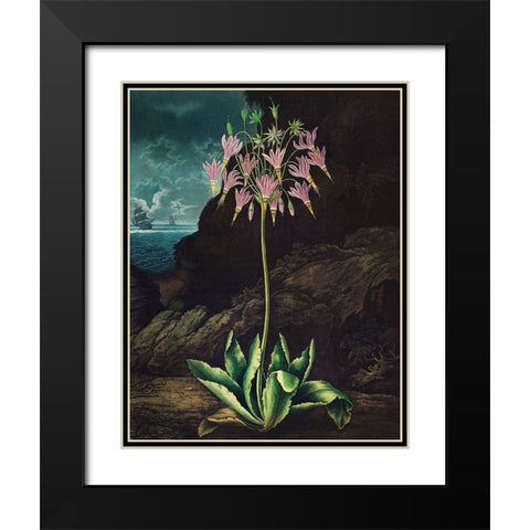 The American Cowslip from The Temple of Flora Black Modern Wood Framed Art Print with Double Matting by Thornton, Robert John