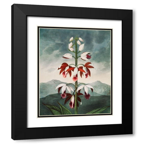 The Chinese Limodoron from The Temple of Flora Black Modern Wood Framed Art Print with Double Matting by Thornton, Robert John