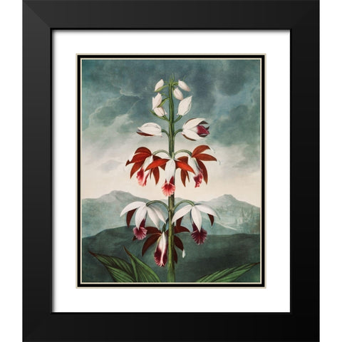 The Chinese Limodoron from The Temple of Flora Black Modern Wood Framed Art Print with Double Matting by Thornton, Robert John
