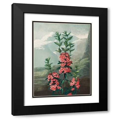 The Narrow Leaved Kalmia from The Temple of Flora Black Modern Wood Framed Art Print with Double Matting by Thornton, Robert John