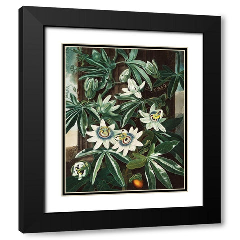 The Passiflora Cerulea from The Temple of Flora Black Modern Wood Framed Art Print with Double Matting by Thornton, Robert John