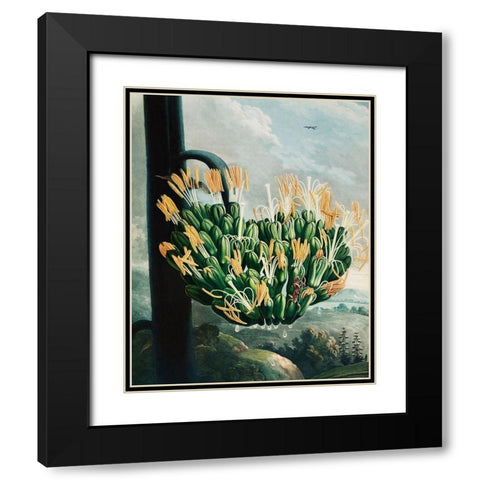 The Aloe from The Temple of Flora Black Modern Wood Framed Art Print with Double Matting by Thornton, Robert John
