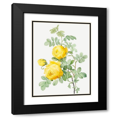 Rosa Hemisphaerica, Yellow Rose of SulfurÂ  Black Modern Wood Framed Art Print with Double Matting by Redoute, Pierre Joseph