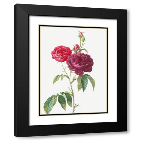 Purple French Rose, Rosa gallica purpuro violacea magna Black Modern Wood Framed Art Print with Double Matting by Redoute, Pierre Joseph