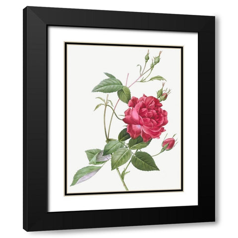 Blood Red Bengal Rose, Rosa indica cruneta Black Modern Wood Framed Art Print with Double Matting by Redoute, Pierre Joseph