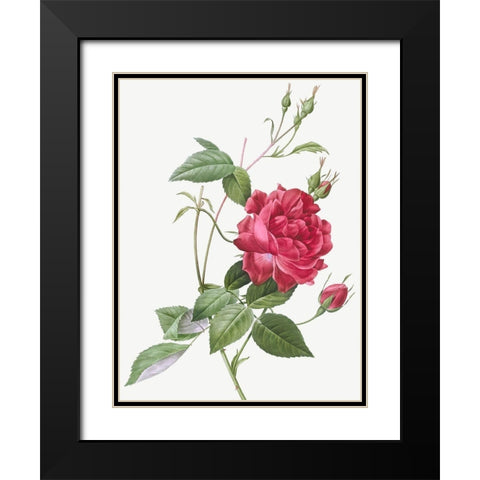 Blood Red Bengal Rose, Rosa indica cruneta Black Modern Wood Framed Art Print with Double Matting by Redoute, Pierre Joseph