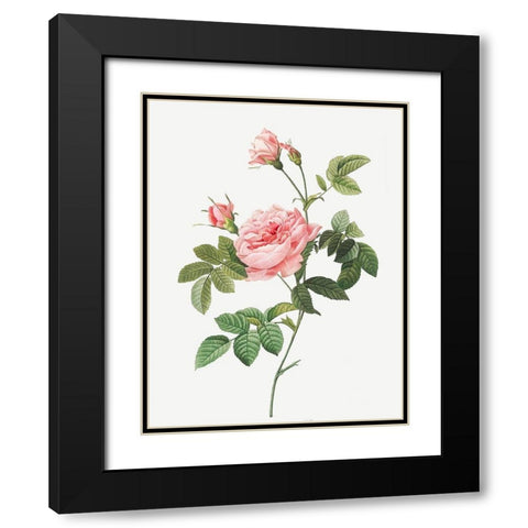 Boursault Rose, Rose Turbine without Thorns, Rosa Inermis Black Modern Wood Framed Art Print with Double Matting by Redoute, Pierre Joseph