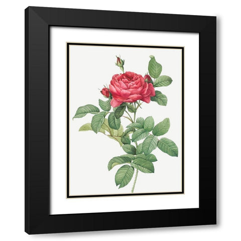 Rosa Gallica Pontiana, Bridge Rose Black Modern Wood Framed Art Print with Double Matting by Redoute, Pierre Joseph
