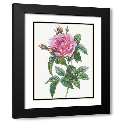 Gallic Rose, Rosa gallica regalis Black Modern Wood Framed Art Print with Double Matting by Redoute, Pierre Joseph