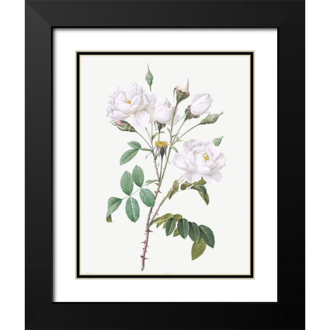 Rosa Campanulata Alba, Pink Bellflowers to White Flowers Black Modern Wood Framed Art Print with Double Matting by Redoute, Pierre Joseph