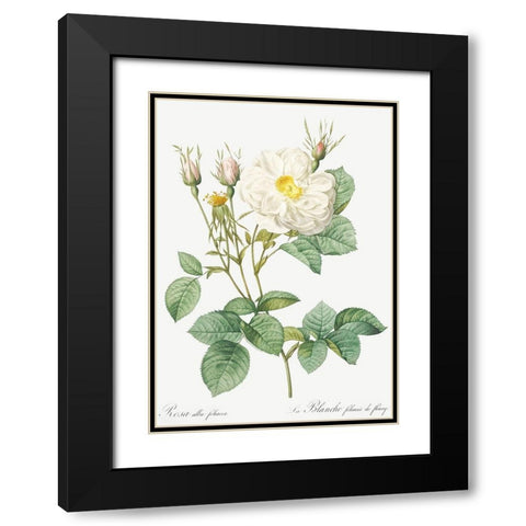 Rosa Alba, White Leaf of Fleury, Rosa alba foliacea Black Modern Wood Framed Art Print with Double Matting by Redoute, Pierre Joseph