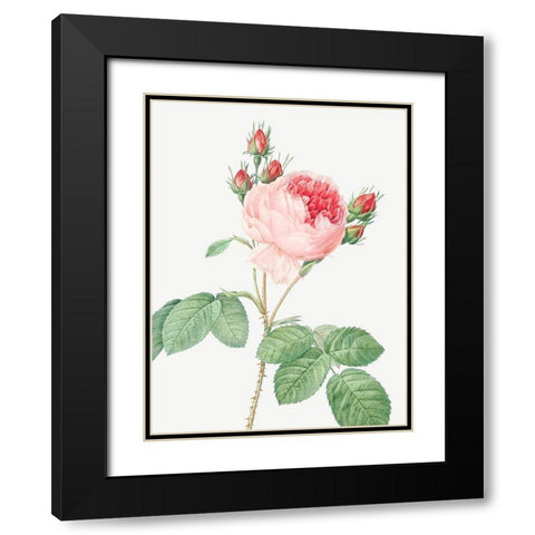 Cabbage Rose, One Hundred Leaved Rose, Rosa centifolia Black Modern Wood Framed Art Print with Double Matting by Redoute, Pierre Joseph