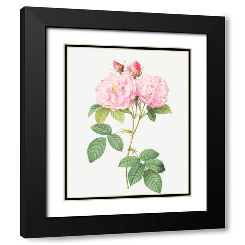 Italian Damask Rose, Four Seasons of Italy, Rosa damascena Italica Black Modern Wood Framed Art Print with Double Matting by Redoute, Pierre Joseph