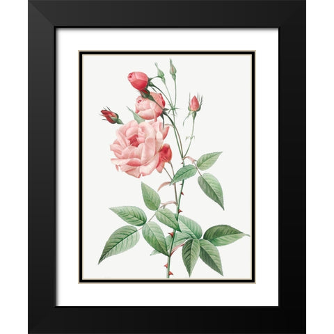 Old Blush China, Common Rose of India, Rosa Indica Vulgaris Black Modern Wood Framed Art Print with Double Matting by Redoute, Pierre Joseph