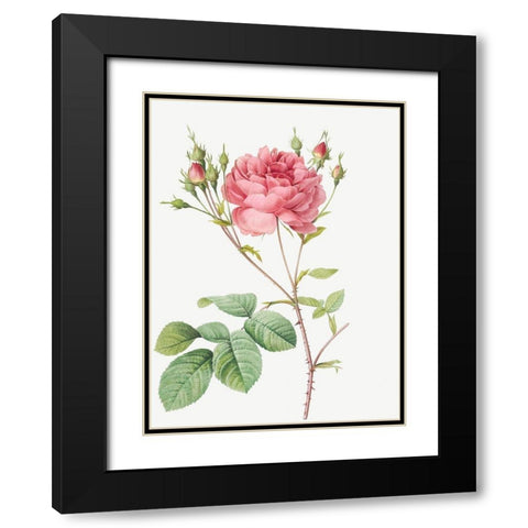 Cumberland Rose, Rosa Centifolia Anglica Rubra Black Modern Wood Framed Art Print with Double Matting by Redoute, Pierre Joseph