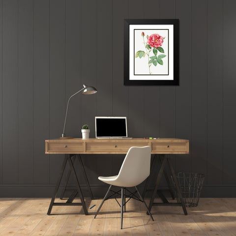 French Rose, Ordinary Provins Rosebush, Rosa galluca offuenalis Black Modern Wood Framed Art Print with Double Matting by Redoute, Pierre Joseph