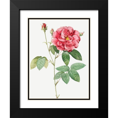 French Rose, Ordinary Provins Rosebush, Rosa galluca offuenalis Black Modern Wood Framed Art Print with Double Matting by Redoute, Pierre Joseph