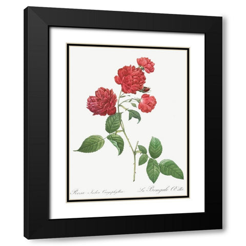 Red Cabbage Rose, Bengal eyelet, Rosa indica caryophyllea Black Modern Wood Framed Art Print with Double Matting by Redoute, Pierre Joseph