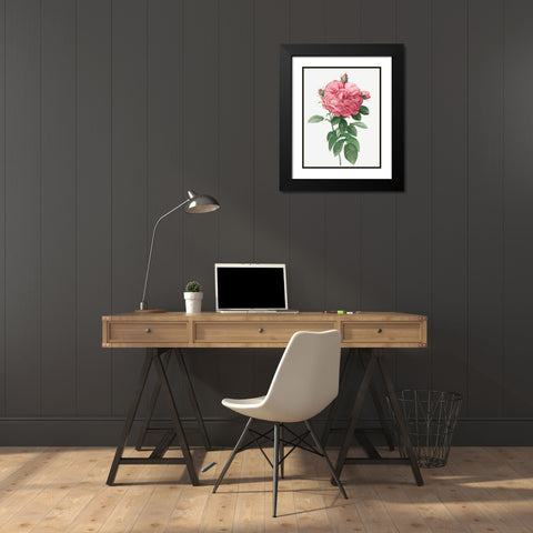 Giant French Rose Bloom, Provins rosebush with gigantic flower, Rosa gallica flore giganteo Black Modern Wood Framed Art Print with Double Matting by Redoute, Pierre Joseph