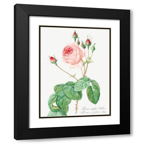 Cabbage Rose, Rosebush with Lettuce Leaves, Rosa centifolia bullata Black Modern Wood Framed Art Print with Double Matting by Redoute, Pierre Joseph