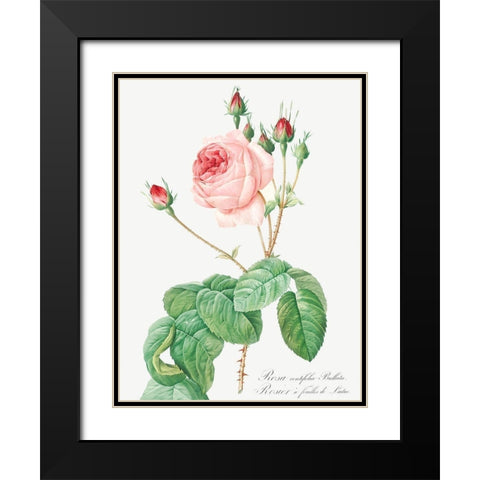 Cabbage Rose, Rosebush with Lettuce Leaves, Rosa centifolia bullata Black Modern Wood Framed Art Print with Double Matting by Redoute, Pierre Joseph