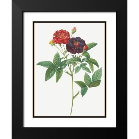 Rose of Van Eeden, Rosa gallica purpurea velutina, parva Black Modern Wood Framed Art Print with Double Matting by Redoute, Pierre Joseph