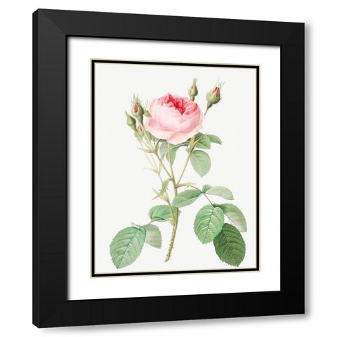 Double Moss Rose, Sparkling Rosebush with Double Flowers, Rosa muscosa multiplex Black Modern Wood Framed Art Print with Double Matting by Redoute, Pierre Joseph