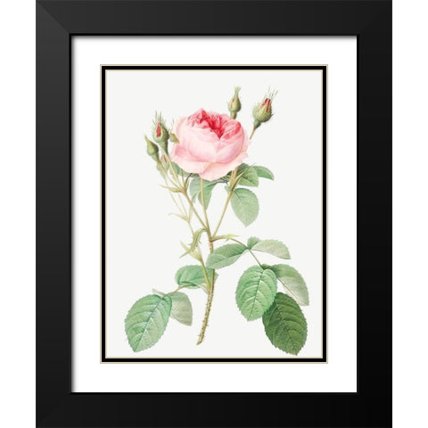 Double Moss Rose, Sparkling Rosebush with Double Flowers, Rosa muscosa multiplex Black Modern Wood Framed Art Print with Double Matting by Redoute, Pierre Joseph