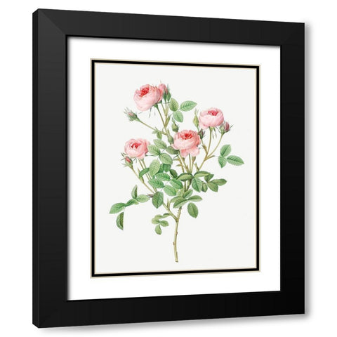 Burgundian Rose, Rosa pomponia Black Modern Wood Framed Art Print with Double Matting by Redoute, Pierre Joseph