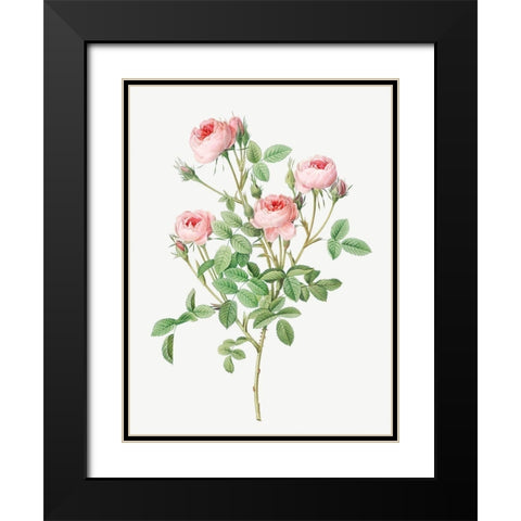 Burgundian Rose, Rosa pomponia Black Modern Wood Framed Art Print with Double Matting by Redoute, Pierre Joseph
