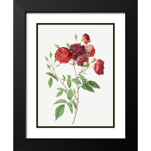 Ternaux Rose, Rosebush with almost violet flowers, Rosa indica subviolacea Black Modern Wood Framed Art Print with Double Matting by Redoute, Pierre Joseph
