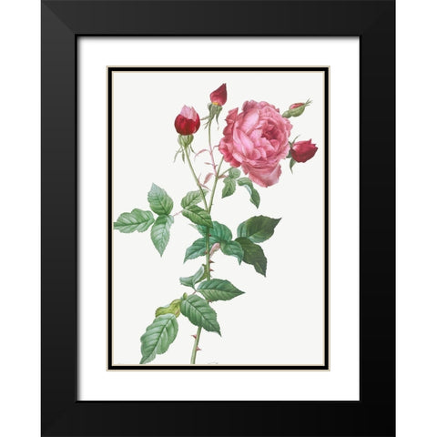 Provence Rose, Rosa indica Black Modern Wood Framed Art Print with Double Matting by Redoute, Pierre Joseph