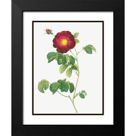Simple Flowered French Rose, Rosa reclinata flore simplici Black Modern Wood Framed Art Print with Double Matting by Redoute, Pierre Joseph