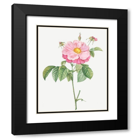 Marbled or speckled Provins rose, Rosa gallica flore marmoreo Black Modern Wood Framed Art Print with Double Matting by Redoute, Pierre Joseph