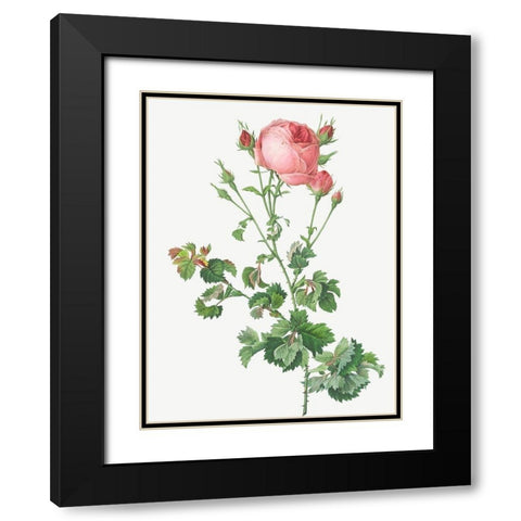 Celery Leaved Variety of Cabbage Rose, Rosa centifolia bipinnata Black Modern Wood Framed Art Print with Double Matting by Redoute, Pierre Joseph