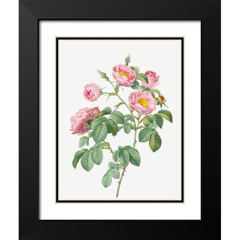Tomentose Rose, Rosebush with Soft Leaves, Rosa mollissima Black Modern Wood Framed Art Print with Double Matting by Redoute, Pierre Joseph