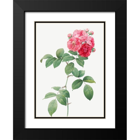 Seven Sisters Roses, Multiflora Rose with Large Leaves, Rosa multiflora platyphylla Black Modern Wood Framed Art Print with Double Matting by Redoute, Pierre Joseph