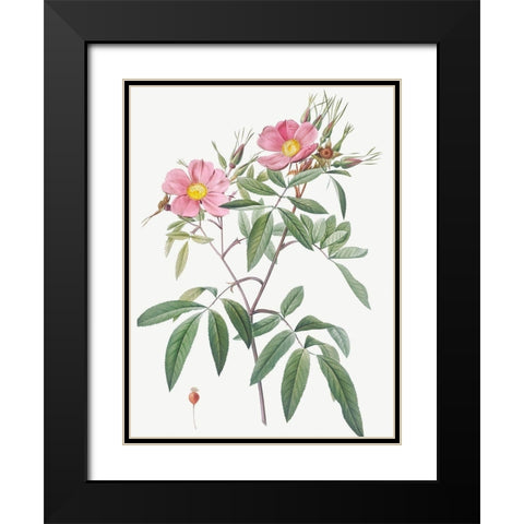 Swamp Rose, Hudson Rose with Willow Leaves, Rosa hudsoniana salicifolia Black Modern Wood Framed Art Print with Double Matting by Redoute, Pierre Joseph