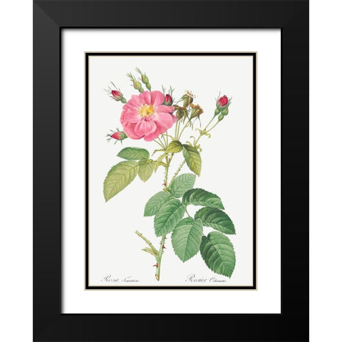 Harsh Downy Rose, Cotton Rose, Rosa tomentosa Black Modern Wood Framed Art Print with Double Matting by Redoute, Pierre Joseph