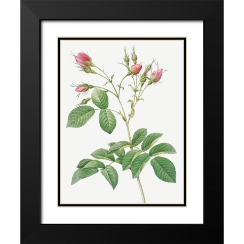 Evrats Rose with Crimson Buds, Rosa evratina Black Modern Wood Framed Art Print with Double Matting by Redoute, Pierre Joseph