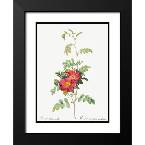 Alpine Rose, Rosebush of Alpes with Weak Stems, Rosa alpina debilis Black Modern Wood Framed Art Print with Double Matting by Redoute, Pierre Joseph
