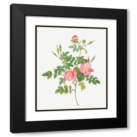 Sweet Briar, Rusty Rose with Semi-Double Flowers, Rosa rubiginosa flore semi-pleno Black Modern Wood Framed Art Print with Double Matting by Redoute, Pierre Joseph