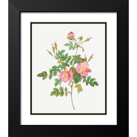 Sweet Briar, Rusty Rose with Semi-Double Flowers, Rosa rubiginosa flore semi-pleno Black Modern Wood Framed Art Print with Double Matting by Redoute, Pierre Joseph