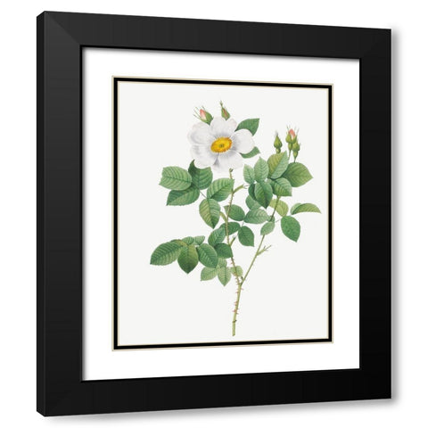 Twin Flowered White Rose, Rosebush with Geminate Flowers, Rosa geminata Black Modern Wood Framed Art Print with Double Matting by Redoute, Pierre Joseph