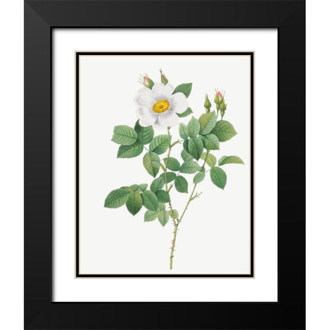 Twin Flowered White Rose, Rosebush with Geminate Flowers, Rosa geminata Black Modern Wood Framed Art Print with Double Matting by Redoute, Pierre Joseph