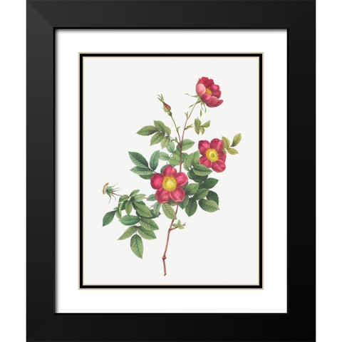 Alpine Rose, Common Alpine Rose Garden, Rosa Alpina vulgaris Black Modern Wood Framed Art Print with Double Matting by Redoute, Pierre Joseph