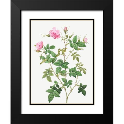 Wild Rose, Rosebush with small flowers, Rosa parviflora Black Modern Wood Framed Art Print with Double Matting by Redoute, Pierre Joseph