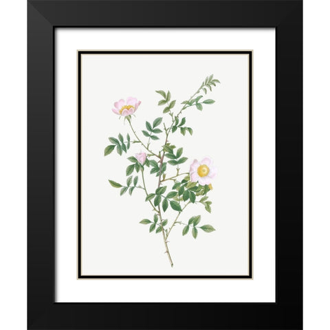 Pink Hedge Rose, Rosa sepium rosea Black Modern Wood Framed Art Print with Double Matting by Redoute, Pierre Joseph